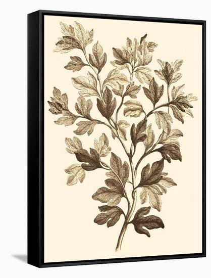 Sepia Munting Foliage I-Abraham Munting-Framed Stretched Canvas