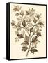 Sepia Munting Foliage I-Abraham Munting-Framed Stretched Canvas