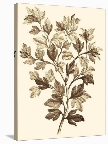 Sepia Munting Foliage I-Abraham Munting-Stretched Canvas