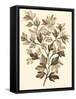 Sepia Munting Foliage I-Abraham Munting-Framed Stretched Canvas