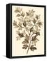 Sepia Munting Foliage I-Abraham Munting-Framed Stretched Canvas