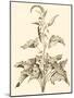 Sepia Munting Foliage II-Abraham Munting-Mounted Art Print