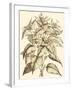 Sepia Munting Foliage III-Abraham Munting-Framed Art Print