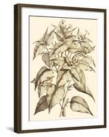 Sepia Munting Foliage III-Abraham Munting-Framed Art Print