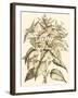 Sepia Munting Foliage III-Abraham Munting-Framed Art Print