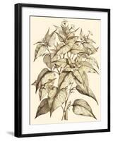 Sepia Munting Foliage III-Abraham Munting-Framed Art Print