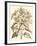 Sepia Munting Foliage III-Abraham Munting-Framed Art Print