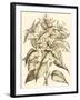 Sepia Munting Foliage III-Abraham Munting-Framed Art Print