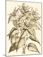 Sepia Munting Foliage III-Abraham Munting-Mounted Art Print