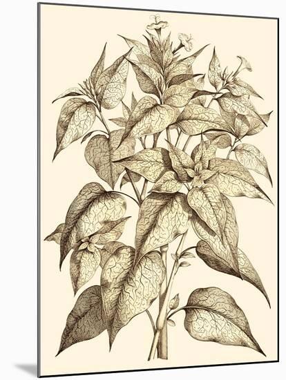 Sepia Munting Foliage III-Abraham Munting-Mounted Art Print