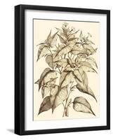 Sepia Munting Foliage III-Abraham Munting-Framed Art Print