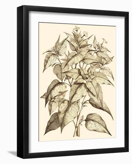 Sepia Munting Foliage III-Abraham Munting-Framed Art Print