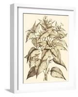 Sepia Munting Foliage III-Abraham Munting-Framed Art Print