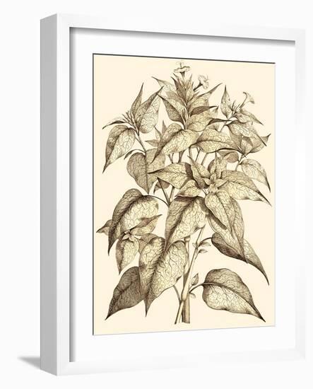 Sepia Munting Foliage III-Abraham Munting-Framed Art Print