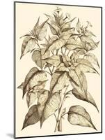 Sepia Munting Foliage III-Abraham Munting-Mounted Art Print