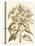 Sepia Munting Foliage III-Abraham Munting-Stretched Canvas