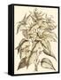 Sepia Munting Foliage III-Abraham Munting-Framed Stretched Canvas
