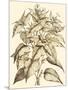Sepia Munting Foliage III-Abraham Munting-Mounted Art Print