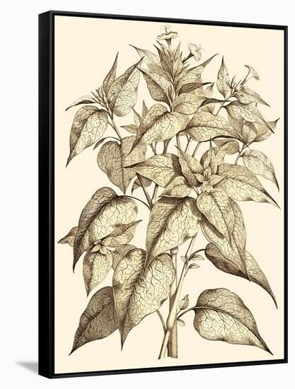 Sepia Munting Foliage III-Abraham Munting-Framed Stretched Canvas