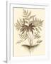Sepia Munting Foliage IV-Abraham Munting-Framed Art Print