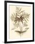Sepia Munting Foliage IV-Abraham Munting-Framed Art Print