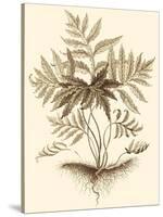 Sepia Munting Foliage IV-Abraham Munting-Stretched Canvas