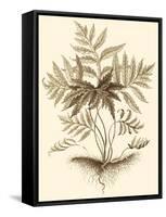 Sepia Munting Foliage IV-Abraham Munting-Framed Stretched Canvas