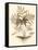 Sepia Munting Foliage IV-Abraham Munting-Framed Stretched Canvas