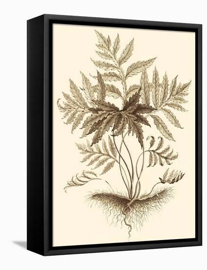 Sepia Munting Foliage IV-Abraham Munting-Framed Stretched Canvas