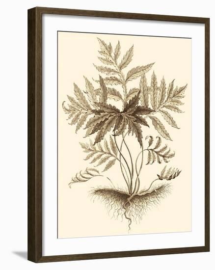 Sepia Munting Foliage IV-Abraham Munting-Framed Art Print