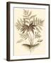 Sepia Munting Foliage IV-Abraham Munting-Framed Art Print