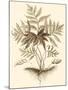 Sepia Munting Foliage IV-Abraham Munting-Mounted Art Print