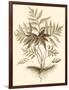 Sepia Munting Foliage IV-Abraham Munting-Framed Art Print