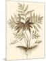 Sepia Munting Foliage IV-Abraham Munting-Mounted Art Print