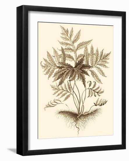 Sepia Munting Foliage IV-Abraham Munting-Framed Art Print