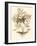 Sepia Munting Foliage IV-Abraham Munting-Framed Art Print