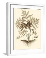 Sepia Munting Foliage IV-Abraham Munting-Framed Art Print