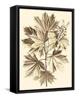 Sepia Munting Foliage V-Abraham Munting-Framed Stretched Canvas