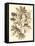 Sepia Munting Foliage V-Abraham Munting-Framed Stretched Canvas