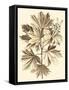 Sepia Munting Foliage V-Abraham Munting-Framed Stretched Canvas