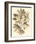 Sepia Munting Foliage V-Abraham Munting-Framed Art Print