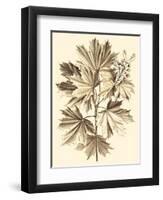 Sepia Munting Foliage V-Abraham Munting-Framed Art Print