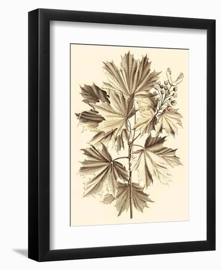 Sepia Munting Foliage V-Abraham Munting-Framed Art Print