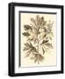 Sepia Munting Foliage V-Abraham Munting-Framed Art Print