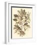 Sepia Munting Foliage V-Abraham Munting-Framed Art Print