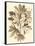 Sepia Munting Foliage V-Abraham Munting-Framed Stretched Canvas