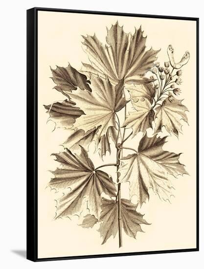 Sepia Munting Foliage V-Abraham Munting-Framed Stretched Canvas
