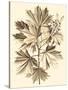 Sepia Munting Foliage V-Abraham Munting-Stretched Canvas