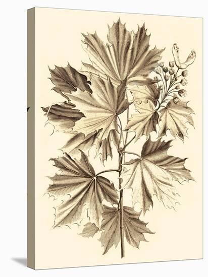 Sepia Munting Foliage V-Abraham Munting-Stretched Canvas