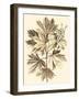 Sepia Munting Foliage V-Abraham Munting-Framed Art Print